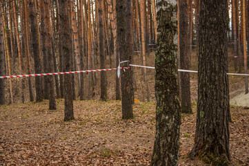 Spring time in the forest.