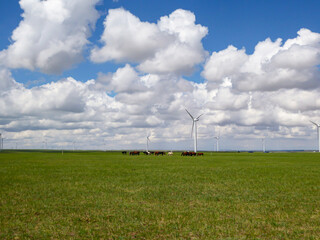 Heard of horses grazing under wind turbines build on a vast pasture in Xilinhot, Inner Mongolia....