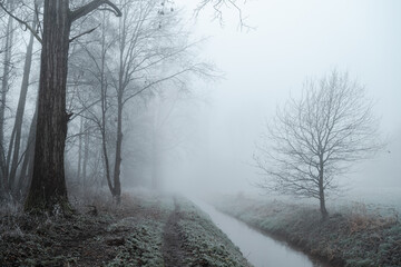 fog in the woods