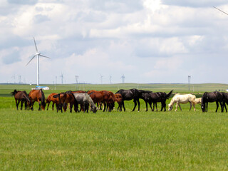 Heard of horses grazing under wind turbines build on a vast pasture in Xilinhot, Inner Mongolia. Natural resources energy. Endless grassland. Blue sky with white, thick clouds. Natural habitat