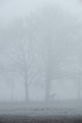 misty morning in the forest