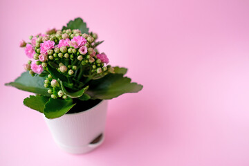 Kalanchoe with pink flowers in a white pot on an isolated background
