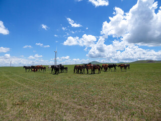 Heard of horses grazing under wind turbines build on a vast pasture in Xilinhot, Inner Mongolia. Natural resources energy. Endless grassland. Blue sky with white, thick clouds. Natural habitat