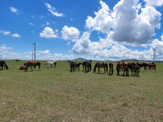 Naklejka na ściany i meble Heard of horses grazing under wind turbines build on a vast pasture in Xilinhot, Inner Mongolia. Natural resources energy. Endless grassland. Blue sky with white, thick clouds. Natural habitat