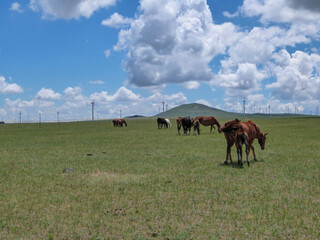 Fototapeta na wymiar Heard of horses grazing under wind turbines build on a vast pasture in Xilinhot, Inner Mongolia. Natural resources energy. Endless grassland. Blue sky with white, thick clouds. Natural habitat
