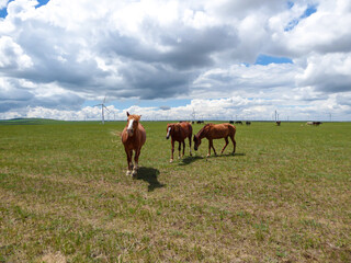 Heard of horses grazing under wind turbines build on a vast pasture in Xilinhot, Inner Mongolia. Natural resources energy. Endless grassland. Blue sky with white, thick clouds. Natural habitat