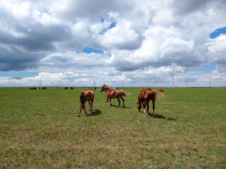 Obraz premium Heard of horses grazing under wind turbines build on a vast pasture in Xilinhot, Inner Mongolia. Natural resources energy. Endless grassland. Blue sky with white, thick clouds. Natural habitat
