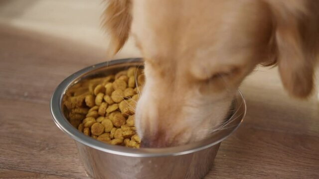 Hungry golden retriever eating dog food from metal bowl after walking, concept of online shop delivery for pets