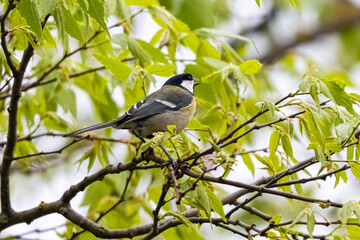 great tit on a tree branch