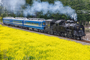 満開の菜の花の横を走る蒸気機関車