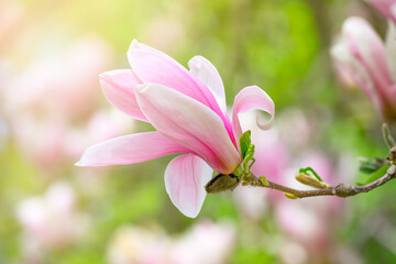 Obraz premium Magnolia flower with elegant pink petals blooming in spring fabulous green garden on mysterious fairy tale springtime floral sunny bright background with sun light, beautiful nature park landscape