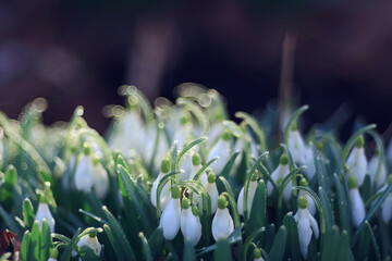 spring flowers, snowdrops in March in the forest, beautiful nature background, small white flowers