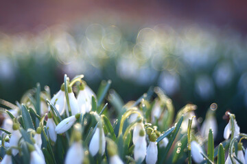 white wild snowdrops in spring forest, beautiful wildflowers in March