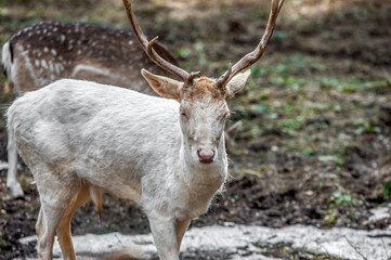Portrait of a horned male fallow deer in the forest / Albino deer during molting