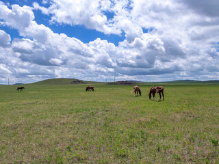 Heard of horses grazing under wind turbines build on a vast pasture in Xilinhot, Inner Mongolia. Natural resources energy. Endless grassland. Blue sky with white, thick clouds. Natural habitat