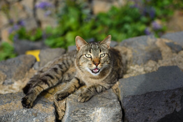 Naklejka na ściany i meble Cat with green eyes open mouth yawning outdoors