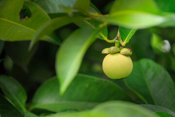 Green Mangosteen on tree, Thailand.