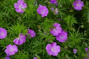 pink geranium flowers