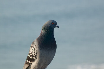 A Pigeon perched at the ocean