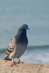 A Pigeon perched at the ocean