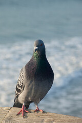 A Pigeon perched at the ocean