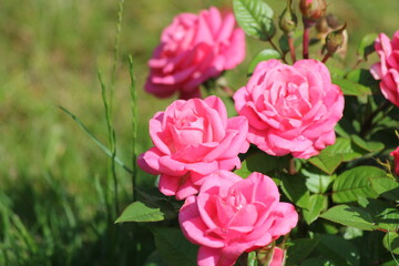 A miniature bush of bright pink roses
