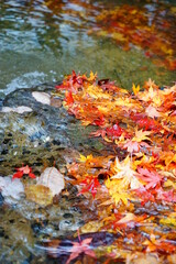 鶴仙渓の紅葉