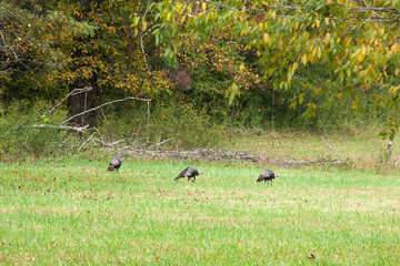 turkeys eating in a field of grass