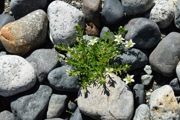 little white flowers on rocks