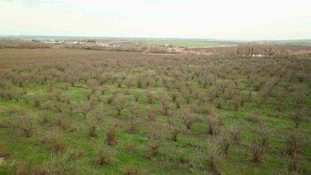 flying over the apple orchard in early spring. fruit trees before flowering. 