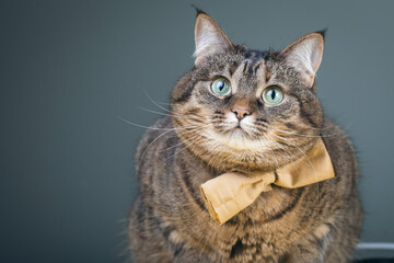 Fluffy tabby cat with a bow tie around his neck. Pet portrait. The idea of ​​an elegant gentleman in the form of a cat.