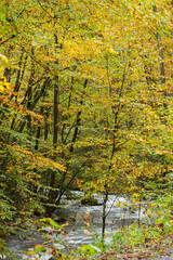 Fall trees in full color