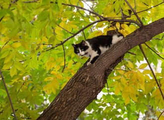 Cat on a tree among green foliage. The gaze of the hunter.