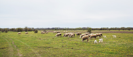 Fototapeta premium Flocks of sheep grazing on agriculture eco farm , nature reserve, spring day, rural nature landscape.