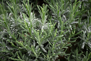 Obraz premium lavande