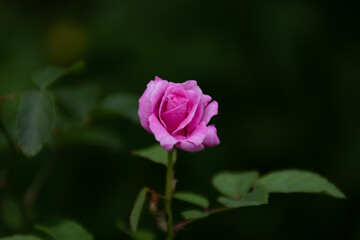 Beautiful pink rose in partial bloom in the garden