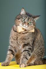 Beautiful kitten with a bow on the neck.