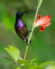 Closeup shot of a Male Loten's sunbird resting on a Gladiolus flowering plant