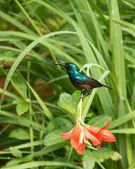 Obraz premium Male Loten's sunbird resting on a Gladiolus flowering plant