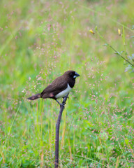 White-rumped munia perched on a small branch