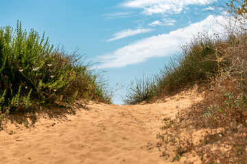 Path of sand with bushes and grass meets the sky in the end. Copy space in the middle.