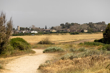 Rural scenery view of a path in yellow field leads towards small houses in the countryside. Copy space on grey sky.