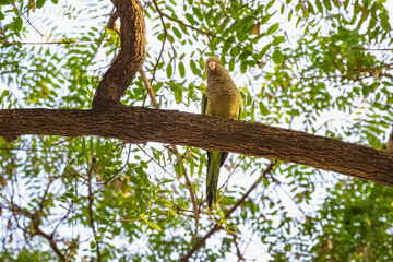 Wild parrot sits on a tree surrounded by green foliage.