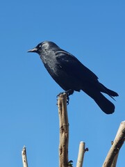 Fototapeta premium crow on a tree