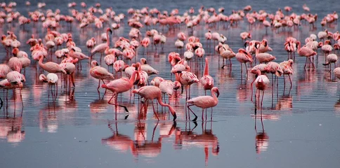  flock of flamingos © adeeb