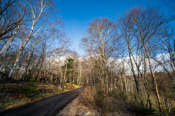 Obraz premium path in the forest