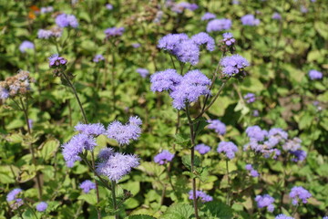 Flowering lavender colored Ageratum houstonianum in mid July