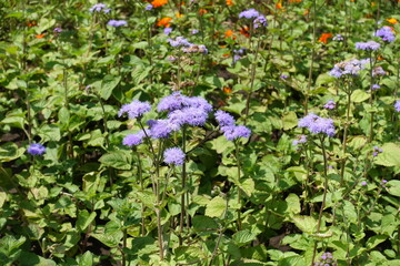 Group of lavender colored flowers of Ageratum houstonianum in July