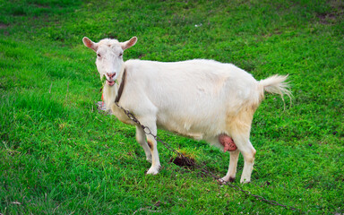 White goat on green grass in the village in springtime