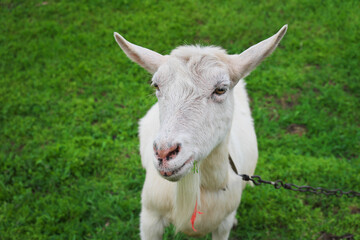 White goat on green grass in the village in springtime